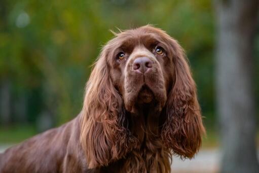 Sussex-spaniel-gesicht