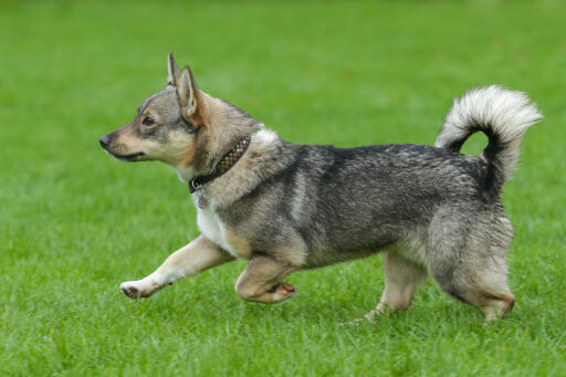 Schwedischer-vallhund-lauf