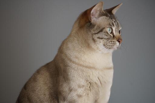 Kopf und schultern einer australischen nebelkatze mit blick zur seite