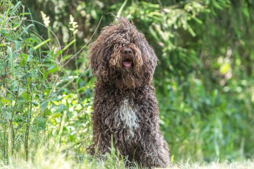 Barbet-hund mit schönem gelocktem fell in der freien natur