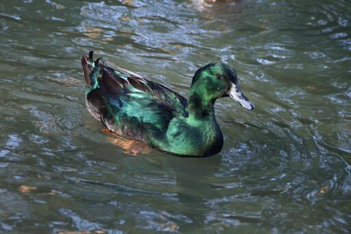 Schwarze ostindische ente auf dem wasser