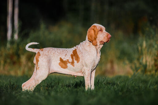 Bracco italiano hund stehend auf einem feld