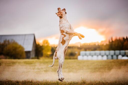 Bracco italiano hund springt in einem feld bei sonnenuntergang