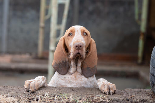 Bracco italiano welpe schaut über eine mauer