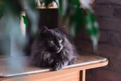 Chantilly-katze auf einer arbeitsplatte liegend