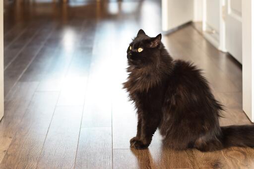 Chantilly-katze sitzend im seitenprofil auf einem holzboden