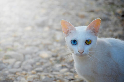 Khao manee katze auf der straße