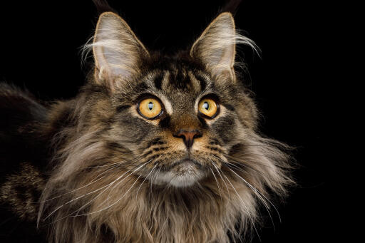 Nahaufnahme einer waschbärkatze mit intensivem ausdruck