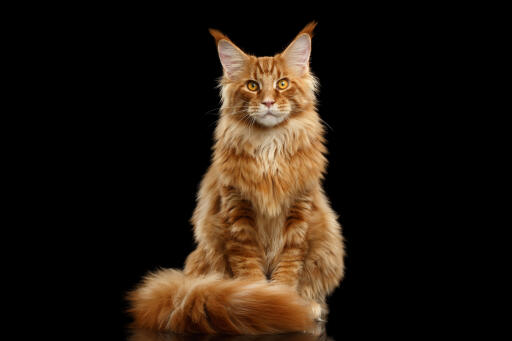 Ingwer maine coon katze porträt sitzen vor einem schwarzen hintergrund