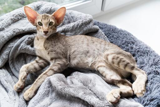 Orientalisch getigerte katze auf einem bequemen katzenbett ausgestreckt