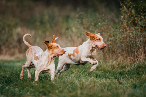 Zwei bracco italiano hunde spielen auf einem feld