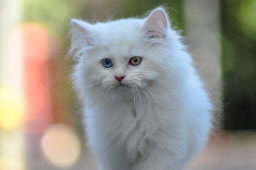 Perserkatze mit seltsamen augen, die spazieren geht