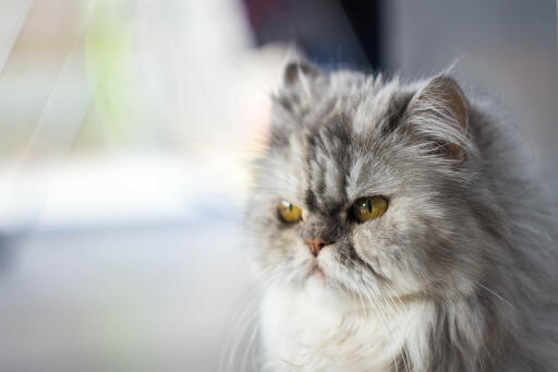 Persische zinnkatze nahaufnahme des gesichts