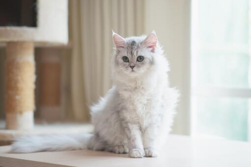 Silber gestromte perserkatze sitzt in der nähe eines kratzbaums