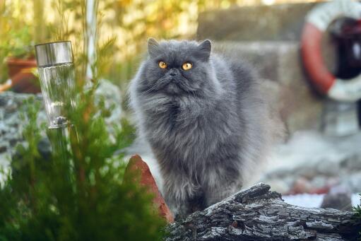 Graue persische rauchkatze auf der straße