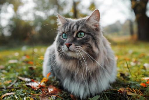 Sibirische katze im gras sitzend