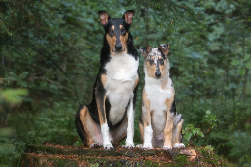 Smooth-collie-vater-und-sohn