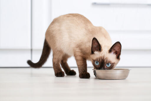 Thailändische katze frisst aus einem napf in einer küche