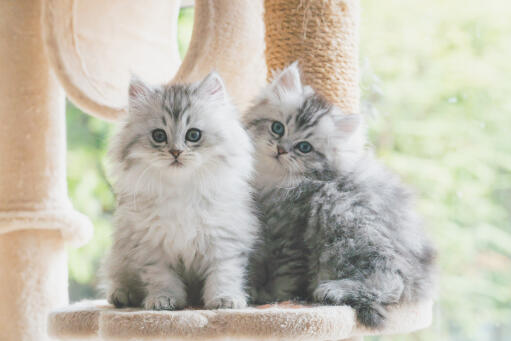 Zwei silber gestromte persische kätzchen sitzen in einem kratzbaum