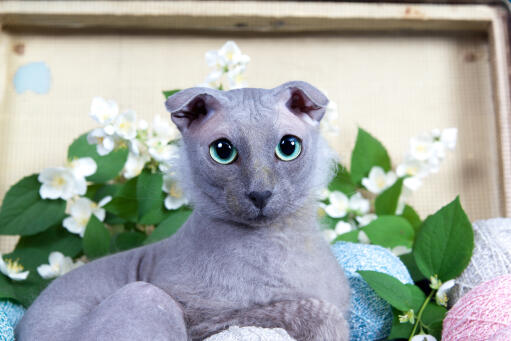 Grau ukranian levkoy katze mit großen blauen augen