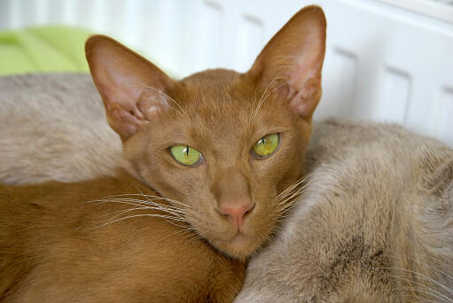 Eine helle zimtfarbene orientalische katze