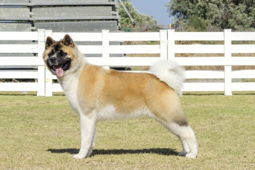 Ein erwachsener akita mit schönem, wolligem fell