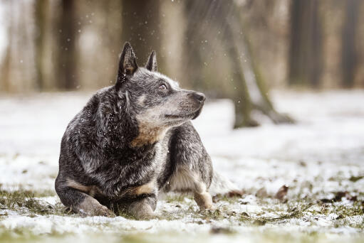 Ein wölfischer australischer schäferhund in der Snow