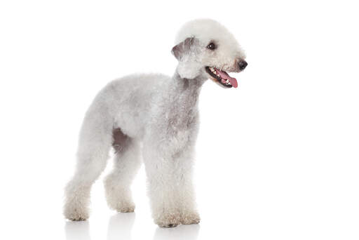 Das schöne weiße fell eines jungen bedlington terriers