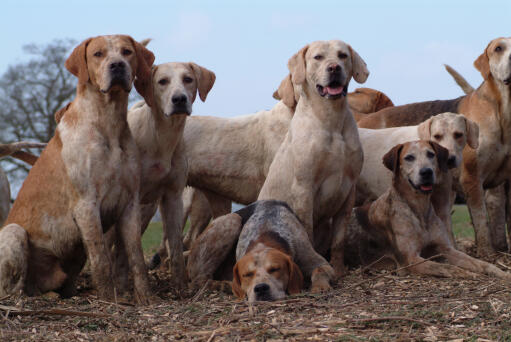 Ein rudel englischer foxhounds, die sich bewegen