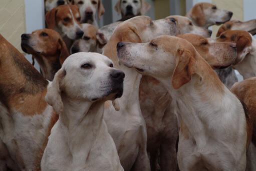 Eine meute englischer foxhounds im zwinger