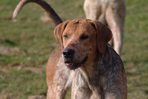 Das schöne, dichte fell eines englischen foxhounds