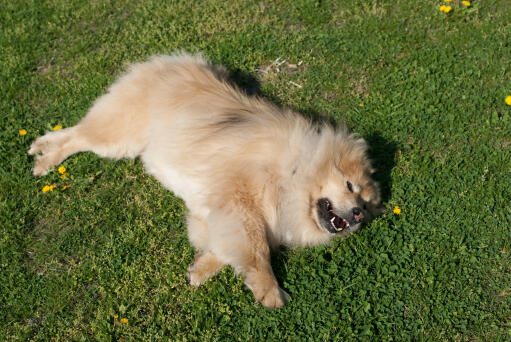 Ein eurasier mit einem schönen dicken weichen fell, der im gras liegt