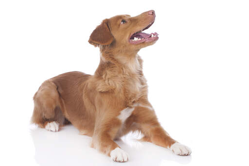 Ein glücklicher nova scotia duck tolling retriever bereit zum spielen