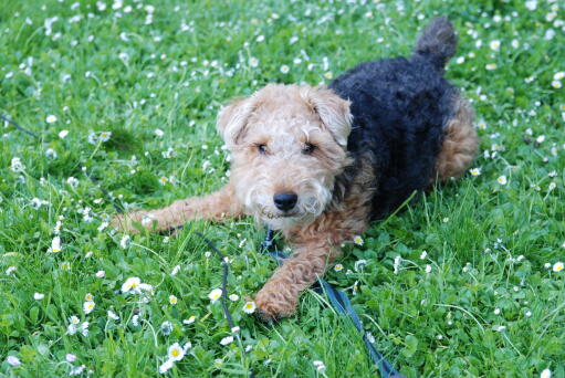 Ein kleiner welsh-terrier, bereit, mit seinem besitzer zu spielen