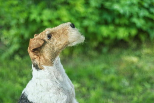 Ein drahtiger foxterrier, der seine schöne, lange nase und seinen drahtigen bart zur schau stellt