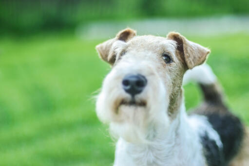 Eine nahaufnahme des unglaublichen, struppigen bartes eines foxterriers