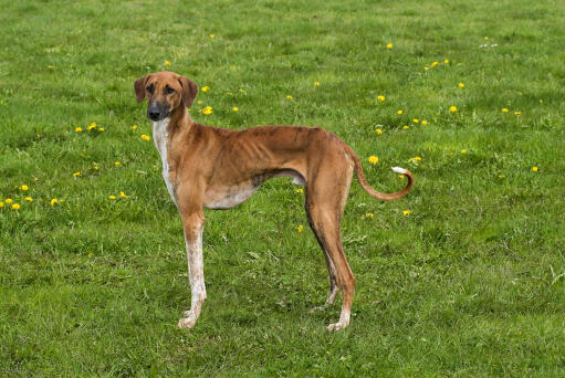 Azawakh hund steht in einem feld mit löwenzahn