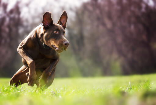 Ein dobermannpinscher, der mit vollem tempo läuft