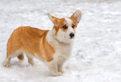 Ein gesunder erwachsener cardigan welsh corgi genießt die Snow