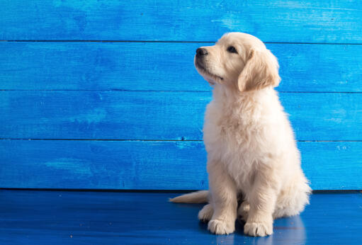 Ein süßer, kleiner Golden retriever welpe, der wunderschön sitzt