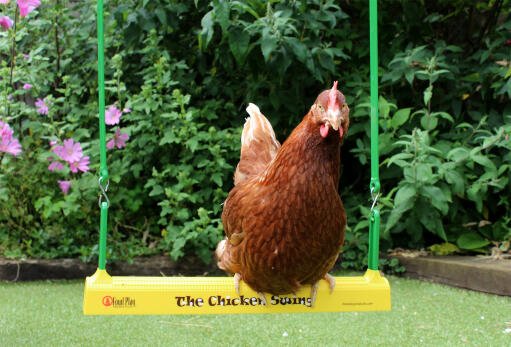 Hühner lieben es, auf der hühnerschaukel zu sitzen