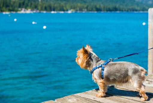 Ein hübscher kleiner seidenterrier, der unbedingt ins wasser will