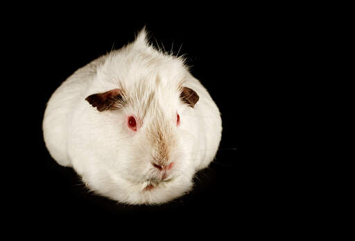 Ein schönes kleinesGouti meerschweinchen mit weißem fell und roten augen