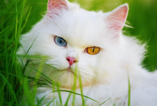 Perserkatze mit ungeraden augen aus der nähe im gras