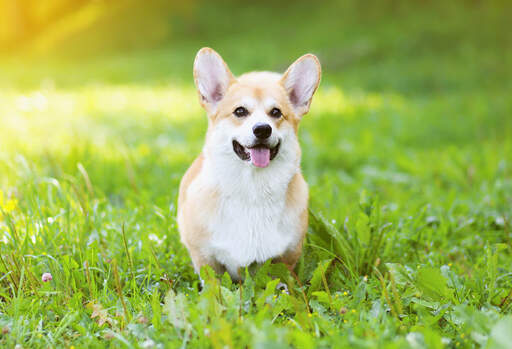 Ein wunderschöner, kleiner pembroke-welsh-corgi, der geduldig im gras wartet