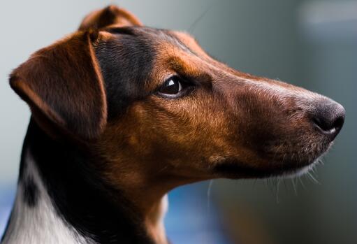 Eine nahaufnahme des schönen, weichen fells eines foxterriers