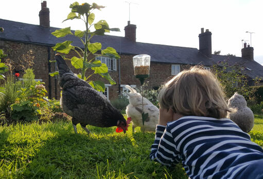 Zeit mit ihren hühnern verbringen und ihnen beim picken auf ihrem picken-spielzeug zusehen