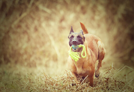 Ein glücklicher belgischer schäferhund (malinois) auf einem spaziergang mit einem spielzeug