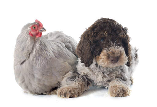 Ein niedlichesGotto romagnolo liegt neben einem freundlichen huhn