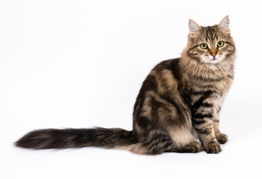 Sibirische katze mit ausgestrecktem schwanz sitzend vor einem weißen hintergrund